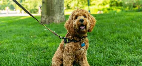 A small brown dog with a blue tag on its collar is sitting on a leash.