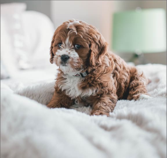 Adorable Small Dog Laying on Bed