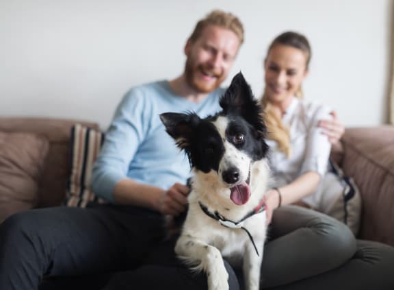 a dog sitting on a couch with a couple in the background