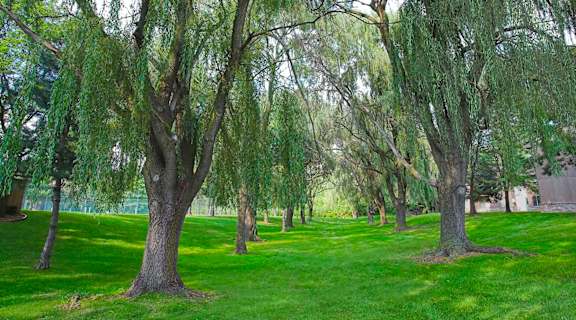 a row of trees in a park with green grass