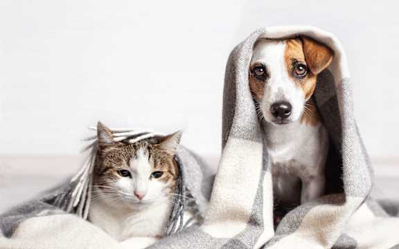 A cat and a dog are both wrapped in a grey blanket.