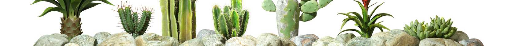 A collection of cacti and succulents on a white background.