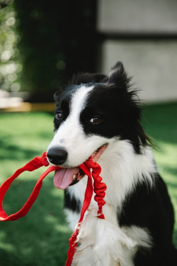 a black and white dog with a red leash in its mouth