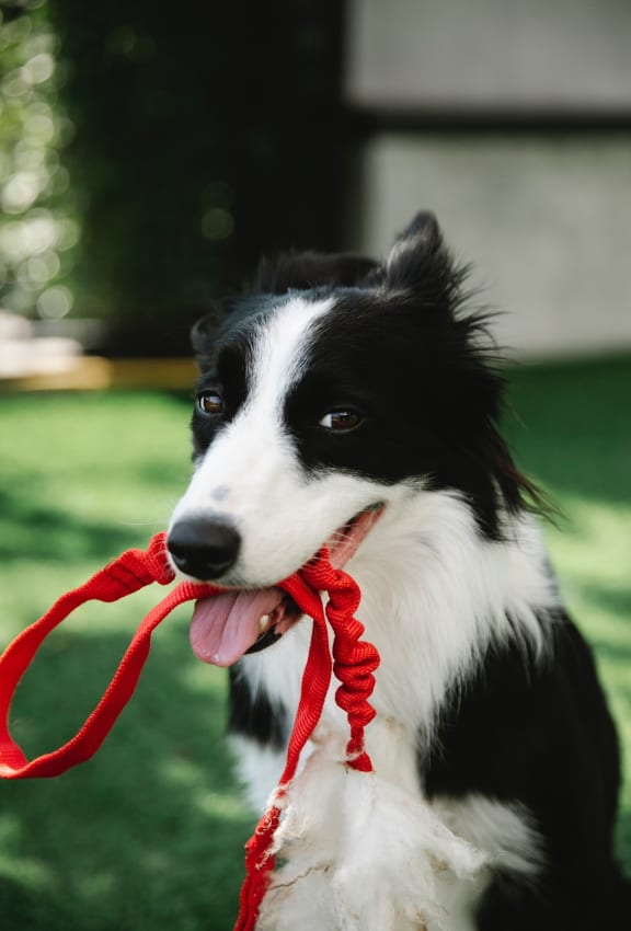 a black and white dog with a red rope in its mouth