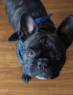 a small black dog looking up at the camera