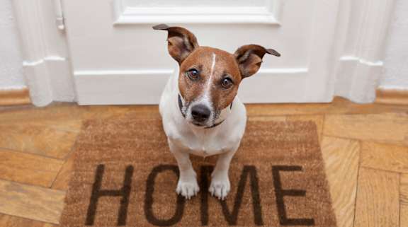 A dog sitting on a home mat at Hammarlee House Apartments, Glen Burnie, Maryland