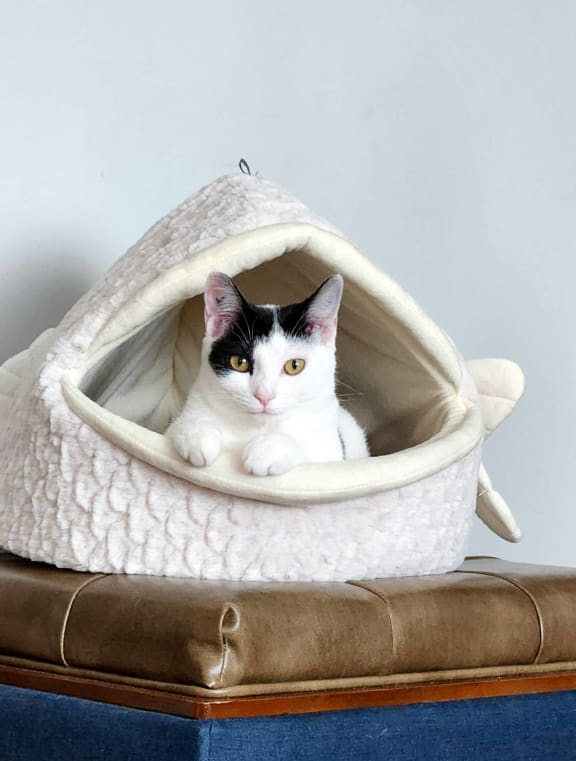 a black and white cat sitting in a white bag at Union at Tryon in Charlotte, North Carolina