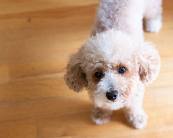a small white poodle standing on a wooden floor