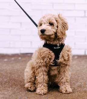 a brown dog wearing a black harness on a leash