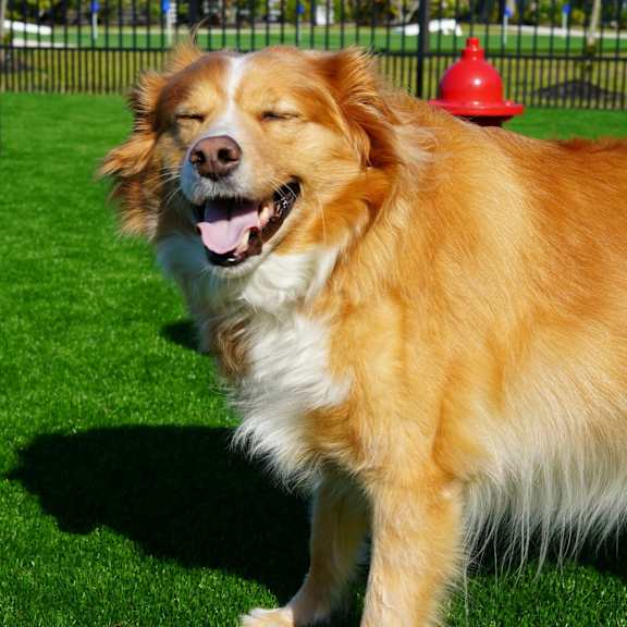 A happy dog is standing on a green field.