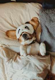 Dog Friendly at The Dillon, Los Angeles, CA 90026