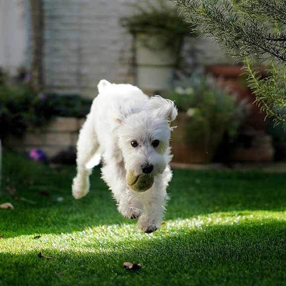 A small white dog is running across a grassy area.