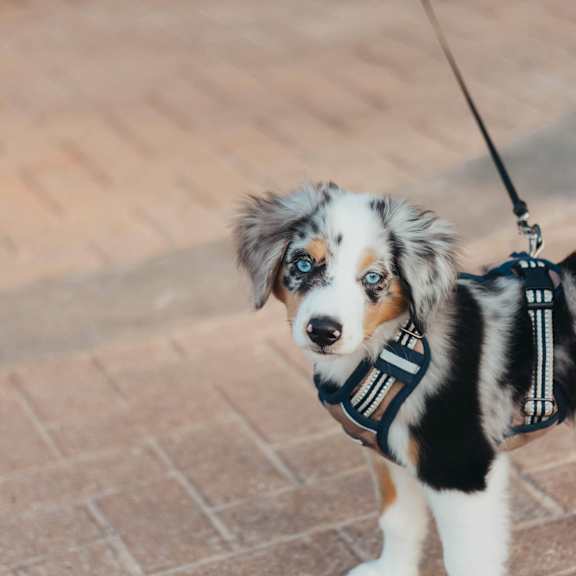 A small dog with a black harness is standing on a brick path.