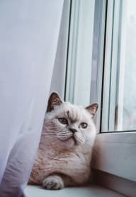 a cat sitting on a window sill looking out of a window at Gordon Manor, Pomona California