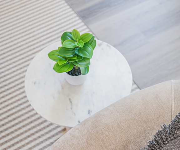 A small green plant sits on a white table.