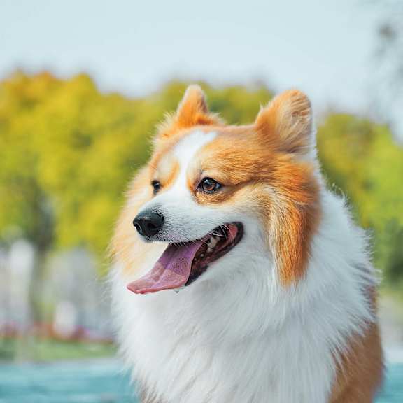 A happy Pembroke Welsh Corgi is panting with its tongue out.