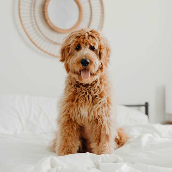 A brown dog is sitting on a white bed.