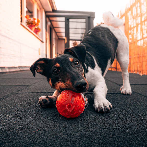 A dog holding a red ball in its mouth.