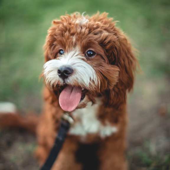 A small brown and white dog with a black leash is sitting on the ground.