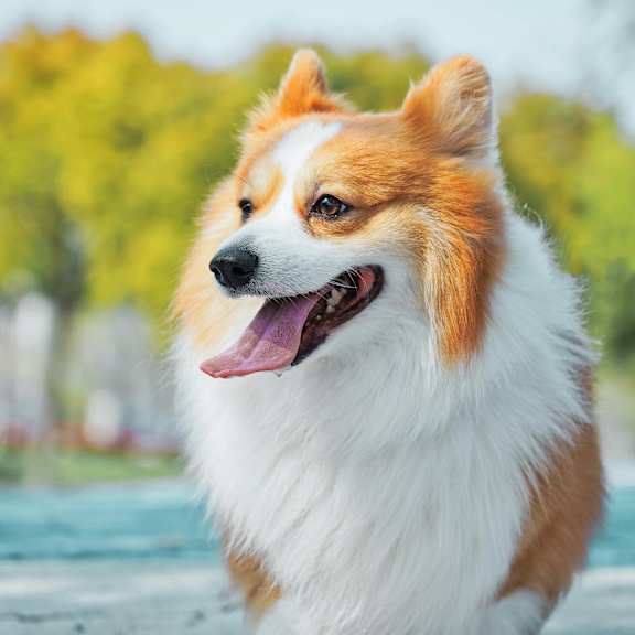 A happy Pembroke Welsh Corgi is panting with its tongue out.