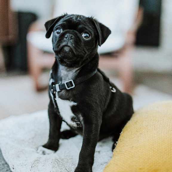 A black pug dog sitting on a white rug.