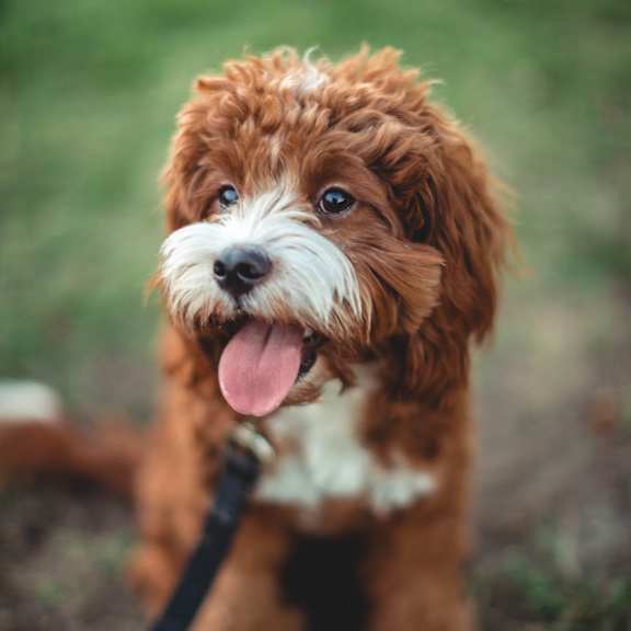 A small brown and white dog with a black leash is sitting on the ground.