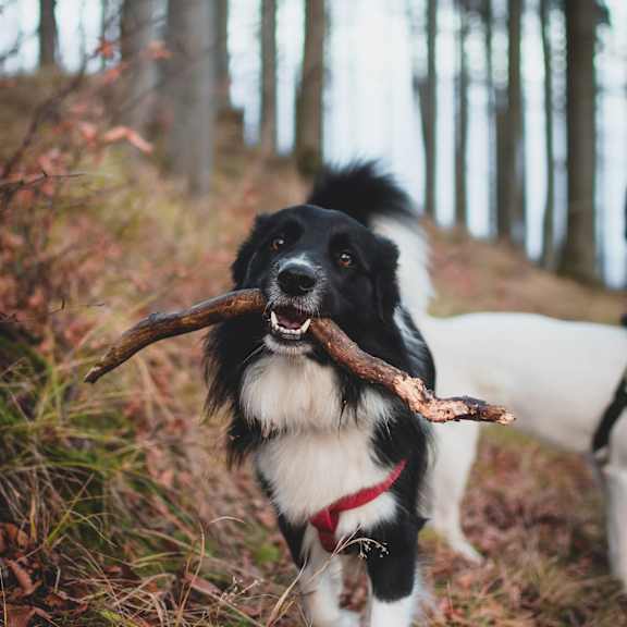A black and white dog holding a stick in its mouth.