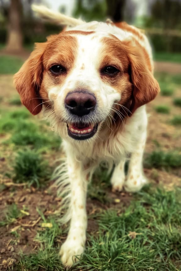 a brown and white dog standing in the grass at Olde Towne in Kenwood, Ohio, 45243