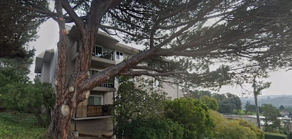 A tree is in the foreground of a building.