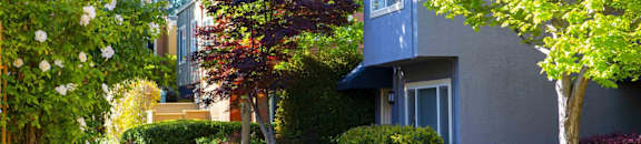 Walkway and Foliage
