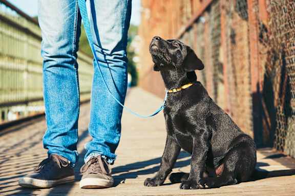 a black dog sitting next to a person on a bridge