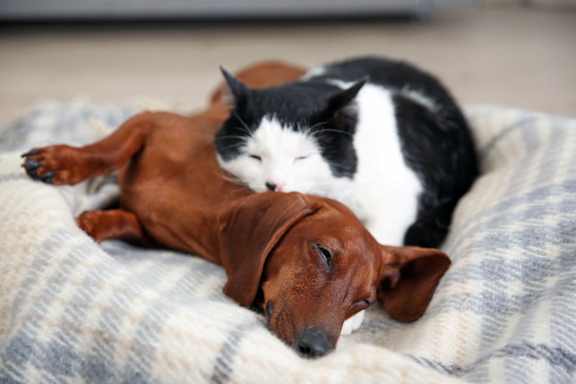 a dog and a cat sleeping on top of a bed