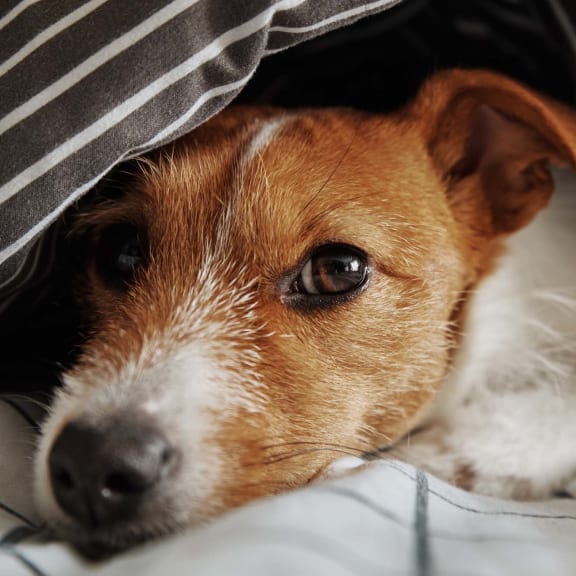 a brown and white dog laying on top of a bed