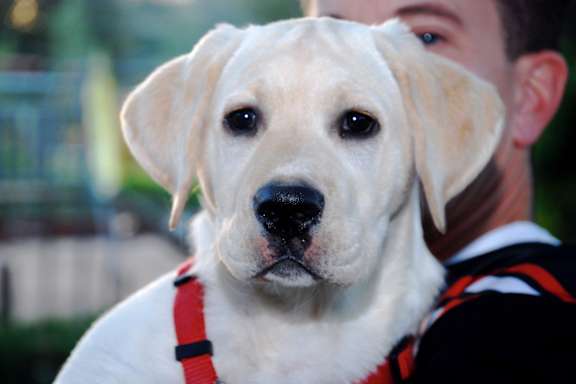 a yellow labrador retriever puppy with a red harness on