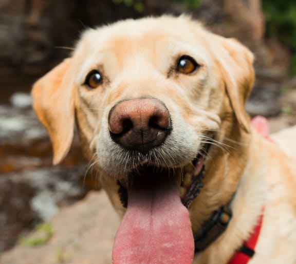 Adorable Dog Smiling at Camera with Tongue Out