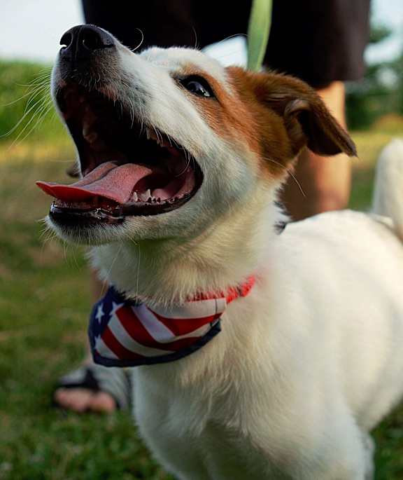 A dog with an American flag bandana around its neck is looking upwards.