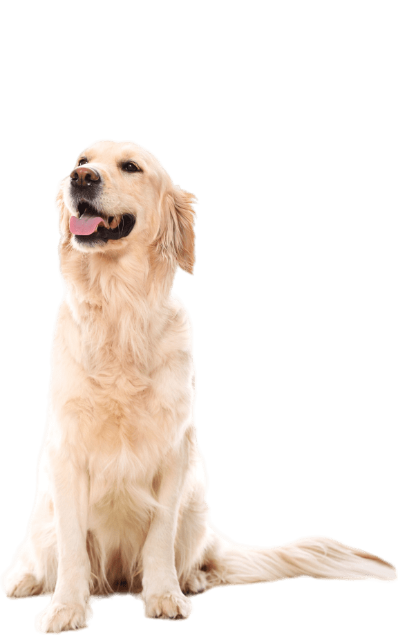 a golden retriever dog sitting on a black background