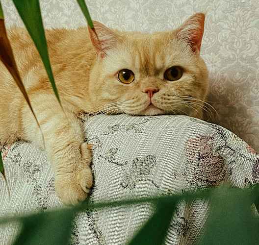 an orange cat laying on a couch next to a plant