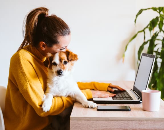 Young woman working on laptop in yellow sweater at home with cute small dog on her lap. at Renaissance Park Apartments, California, 95618