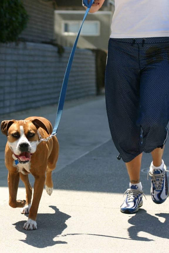 a woman walking her dog on a leash on the sidewalk