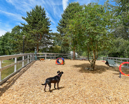 a black dog standing in a fenced in area with trees in the background