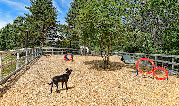 a black dog standing in a fenced in area with trees in the background