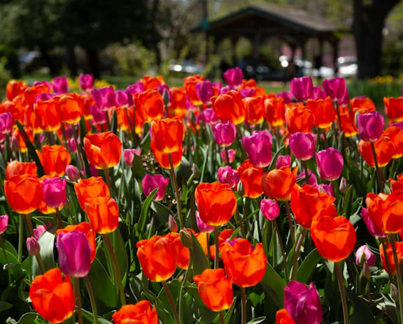 A field of orange and pink tulips with a gazebo in the background.