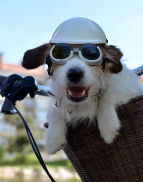 a dog in a bike basket wearing a helmet
