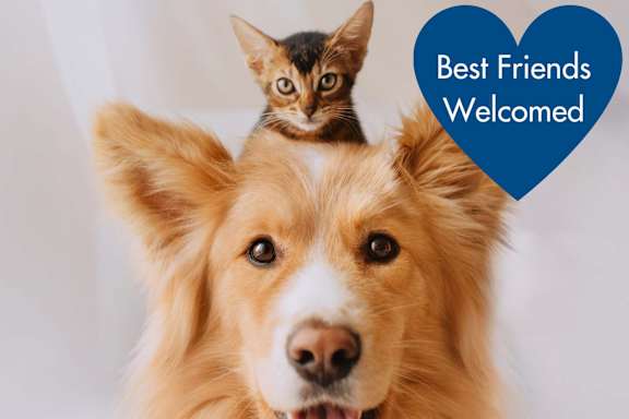 Pet friendly at The Yancey Apartments, Charlotte