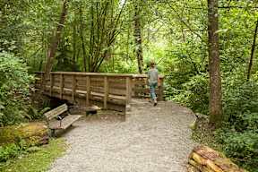 A man is walking on a bridge in a forest.