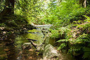 A stream flows through a lush green forest.