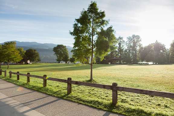 a park with a tree and a fence