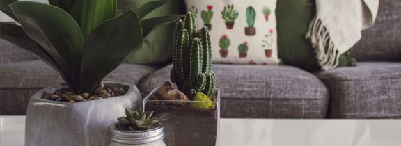 a living room with a couch and plants on a table