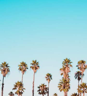 Palm trees with blue skies in the background